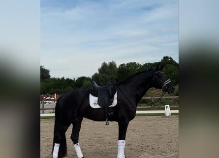 Hannoveraner, Wallach, 10 Jahre, 172 cm, Rappe