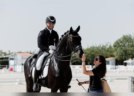 Hannoveraner, Wallach, 10 Jahre, 172 cm, Rappe