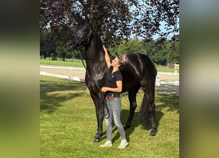 Hannoveraner, Wallach, 10 Jahre, 172 cm, Rappe