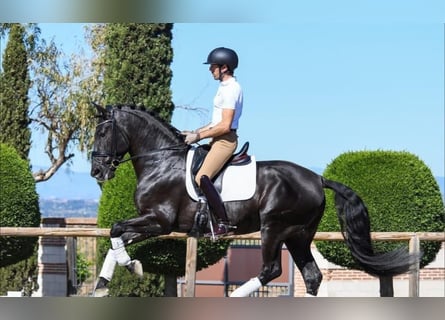 Hannoveraner, Wallach, 10 Jahre, 172 cm, Rappe