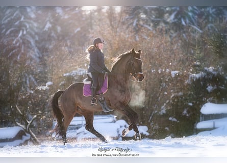 Hannoveraner, Wallach, 10 Jahre, 172 cm, Schwarzbrauner