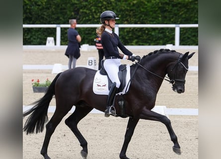 Hannoveraner, Wallach, 10 Jahre, 172 cm