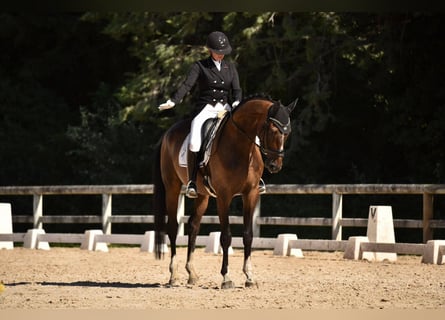 Hannoveraner, Wallach, 10 Jahre, 173 cm, Dunkelbrauner