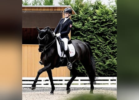Hannoveraner, Wallach, 10 Jahre, 173 cm, Rappe