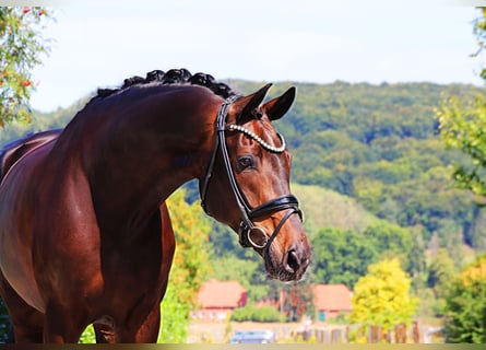 Hannoveraner, Wallach, 10 Jahre, 173 cm, Schwarzbrauner