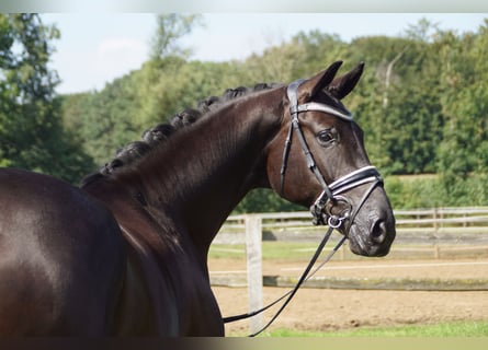 Hannoveraner, Wallach, 10 Jahre, 174 cm, Rappe