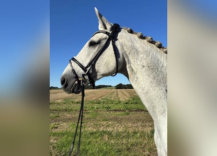 Hannoveraner, Wallach, 10 Jahre, 174 cm, White