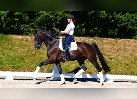 Hannoveraner, Wallach, 10 Jahre, 175 cm, Rappe