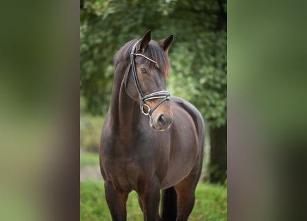 Hannoveraner, Wallach, 10 Jahre, 176 cm, Dunkelbrauner