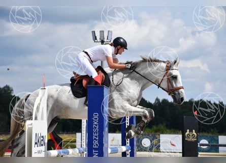 Hannoveraner Mix, Wallach, 10 Jahre, 179 cm, Fliegenschimmel