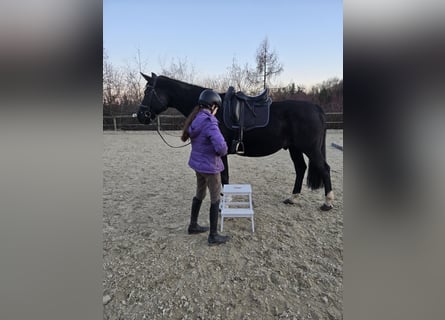 Hannoveraner, Wallach, 10 Jahre