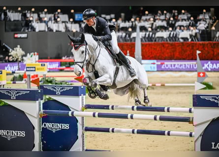 Hannoveraner, Wallach, 10 Jahre, Schimmel