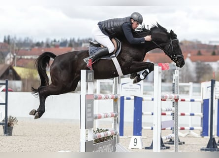 Hannoveraner, Wallach, 10 Jahre