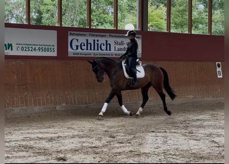 Hannoveraner, Wallach, 11 Jahre, 160 cm, Dunkelbrauner