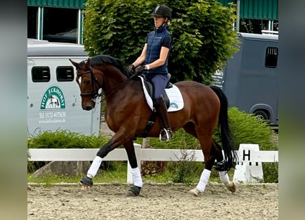 Hannoveraner, Wallach, 11 Jahre, 164 cm, Hellbrauner