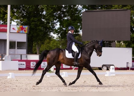 Hannoveraner, Wallach, 11 Jahre, 167 cm, Rappe