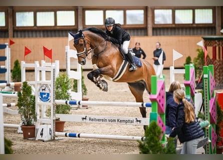 Hannoveraner, Wallach, 11 Jahre, 168 cm, Brauner