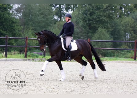 Hannoveraner, Wallach, 11 Jahre, 169 cm, Dunkelbrauner