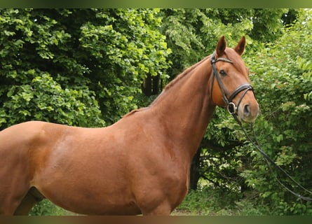 Hannoveraner, Wallach, 11 Jahre, 170 cm, Fuchs