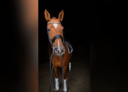 Hannoveraner, Wallach, 11 Jahre, 171 cm, Fuchs