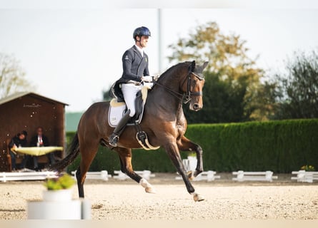 Hannoveraner, Wallach, 11 Jahre, 180 cm, Dunkelbrauner