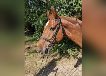 Hannoveraner, Wallach, 12 Jahre, 167 cm, Fuchs