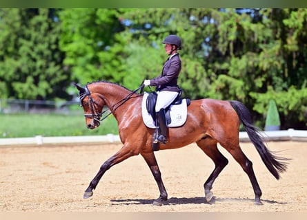 Hannoveraner, Wallach, 12 Jahre, 170 cm, Brauner