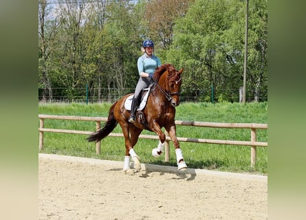 Hannoveraner, Wallach, 12 Jahre, 170 cm, Fuchs
