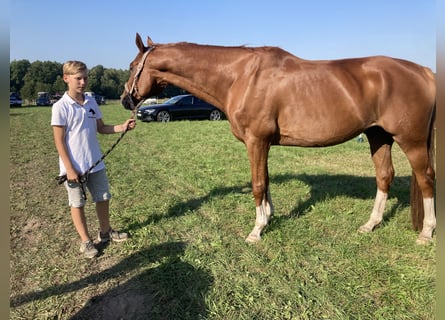 Hannoveraner, Wallach, 12 Jahre, 172 cm, Fuchs