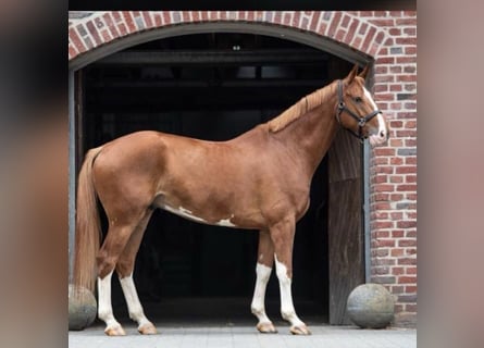 Hannoveraner, Wallach, 12 Jahre, 173 cm, Fuchs