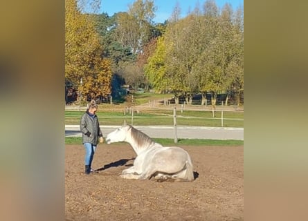 Hannoveraner, Wallach, 12 Jahre, 173 cm, Rappschimmel