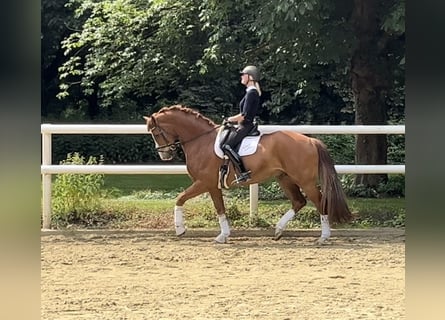 Hannoveraner, Wallach, 12 Jahre, 174 cm, Dunkelfuchs