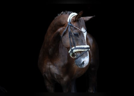 Hannoveraner, Wallach, 12 Jahre, 174 cm, Dunkelfuchs