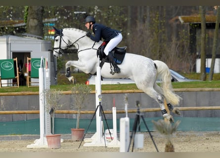 Hannoveraner, Wallach, 12 Jahre, 179 cm, Schimmel