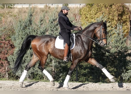 Hannoveraner, Wallach, 12 Jahre, 180 cm, Falbe