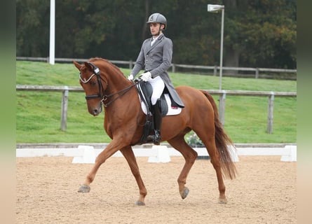 Hannoveraner, Wallach, 13 Jahre, 163 cm, Dunkelfuchs