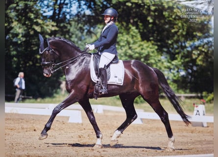 Hannoveraner, Wallach, 13 Jahre, 165 cm, Rappe