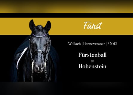Hannoveraner, Wallach, 13 Jahre, 166 cm, Rappe