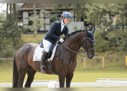 Hannoveraner, Wallach, 13 Jahre, 168 cm, Rappe