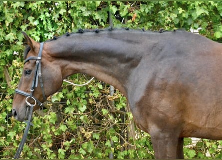 Hannoveraner, Wallach, 13 Jahre, 170 cm, Dunkelbrauner