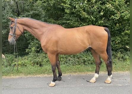 Hannoveraner, Wallach, 13 Jahre, 171 cm, Brauner