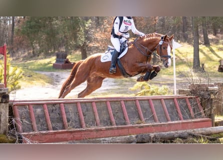 Hannoveraner, Wallach, 13 Jahre, 172 cm, Fuchs