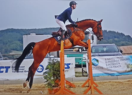 Hannoveraner, Wallach, 13 Jahre, 180 cm, Brauner