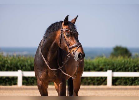 Hannoveraner, Wallach, 14 Jahre, 170 cm, Dunkelbrauner