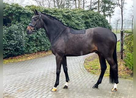 Hannoveraner, Wallach, 14 Jahre, 171 cm, Dunkelbrauner