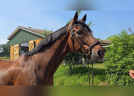Hannoveraner, Wallach, 14 Jahre, 173 cm, Brauner