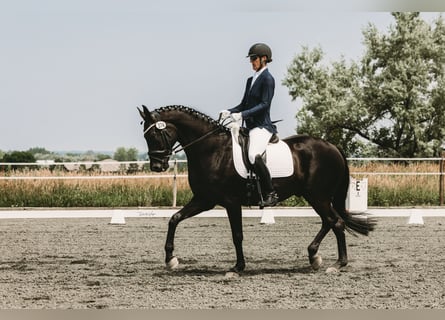 Hannoveraner, Wallach, 14 Jahre, 173 cm, Rappe