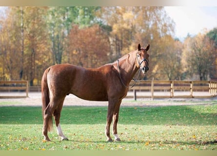 Hannoveraner, Wallach, 14 Jahre, 174 cm, Dunkelfuchs