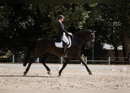 Hannoveraner, Wallach, 14 Jahre, 175 cm, Rappe