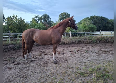 Hannoveraner, Wallach, 15 Jahre, 167 cm, Fuchs